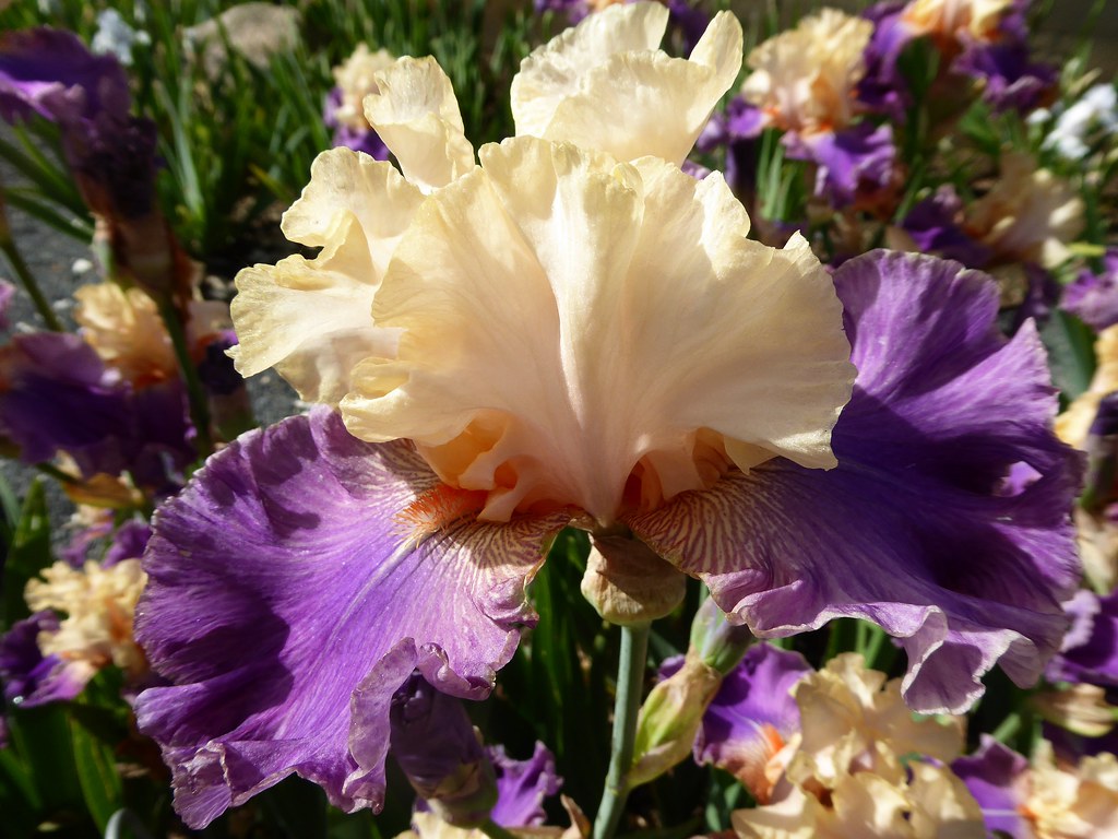 La vallée des iris Parc floral d'OrléanslaSource (Loir… Flickr