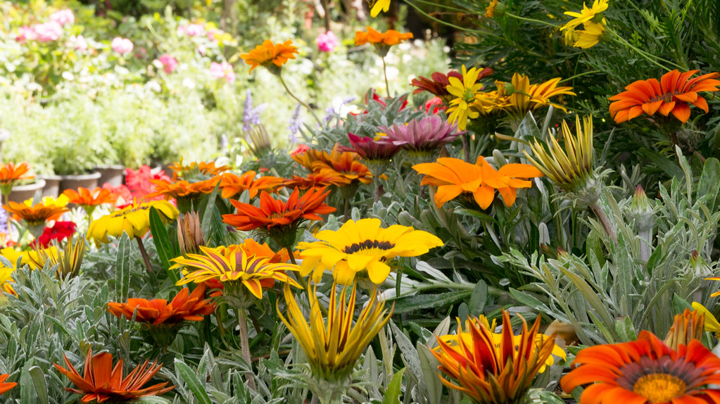 Flowers at Egypt's Spring Flowers show A collection of che… Flickr