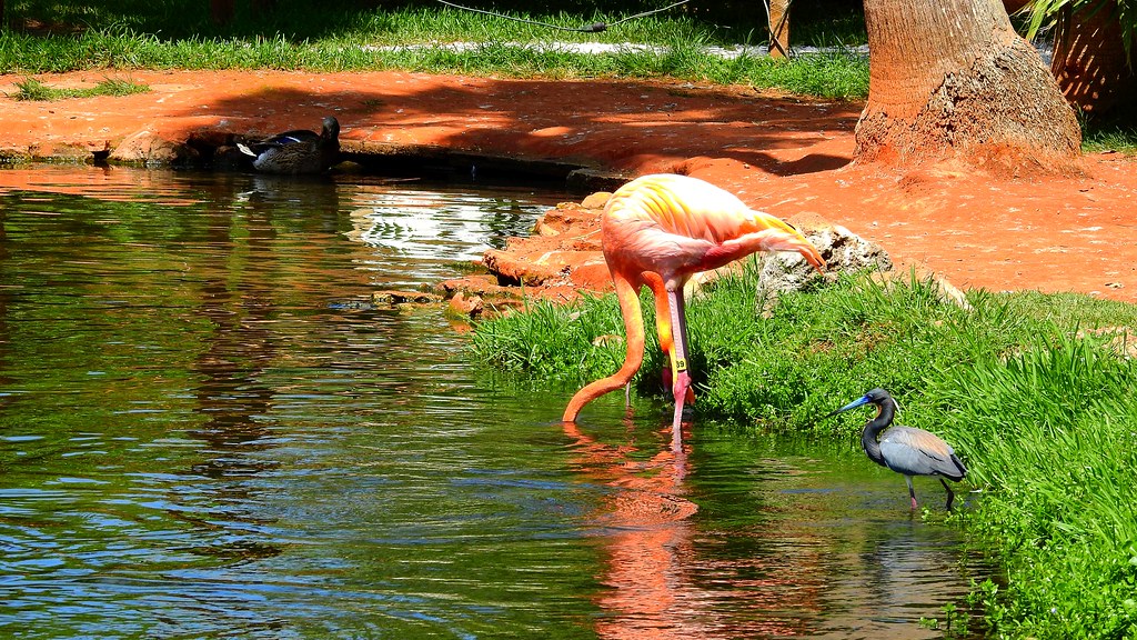Sarasota Jungle Gardens Flamingo Sarasota, Florida April 2… Flickr