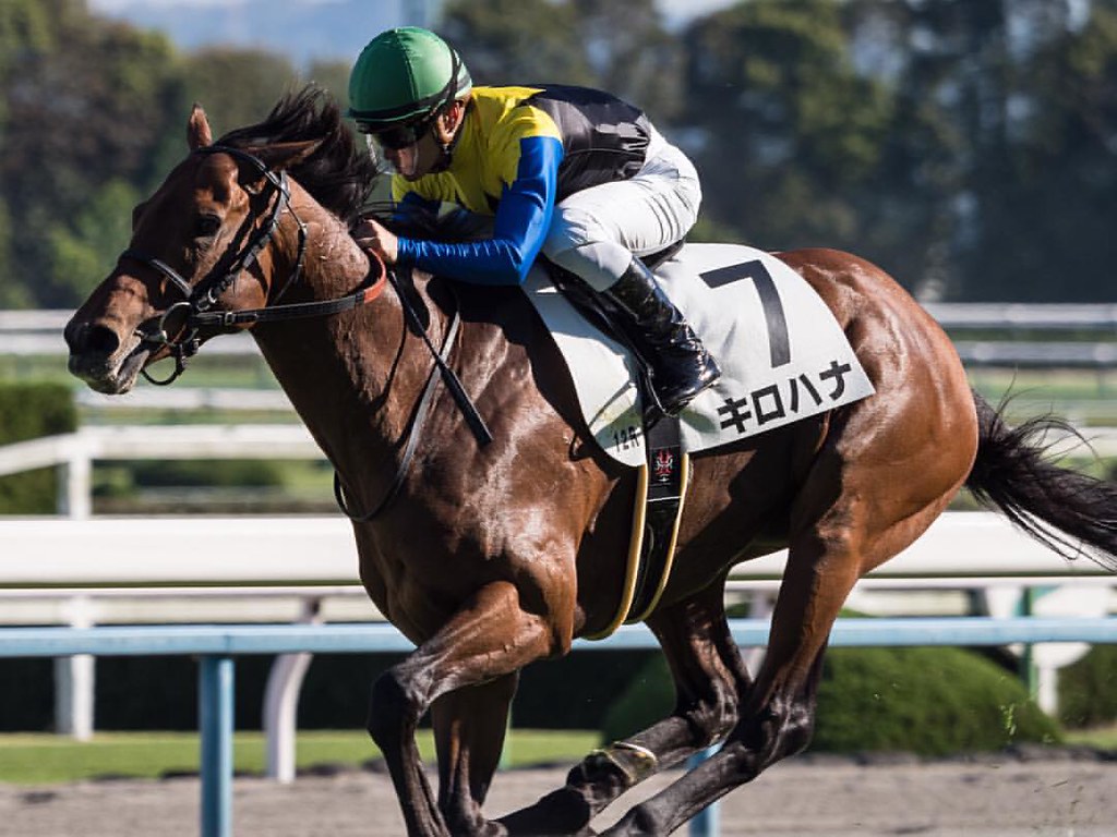たまにしか行かない分、競馬場で写真撮る人のマナーは年々悪くなるのを実感するね。メインで直線に入ったところで、最前列で… Flickr