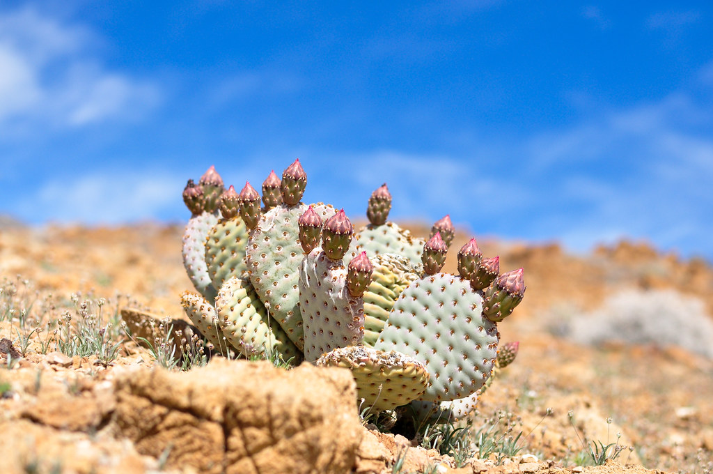 Wild Cactus at the Death Valley National Park... Iftekhar Naim Flickr
