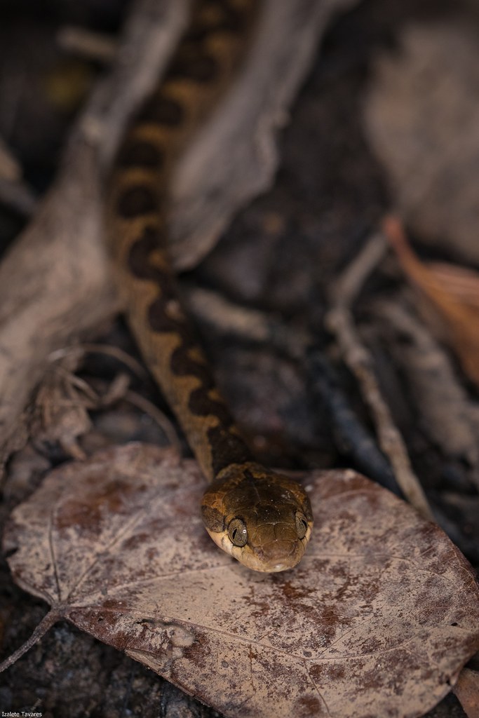 Serpenteolhodegatoanelada Izalete Tavares Flickr