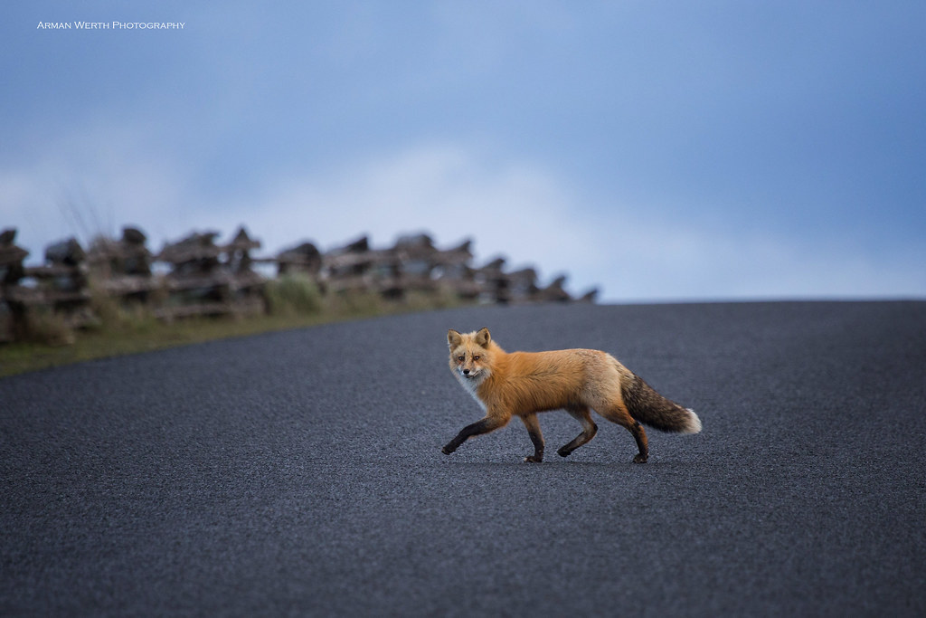 Why did the fox cross the road? A red fox makes it way acr… Flickr