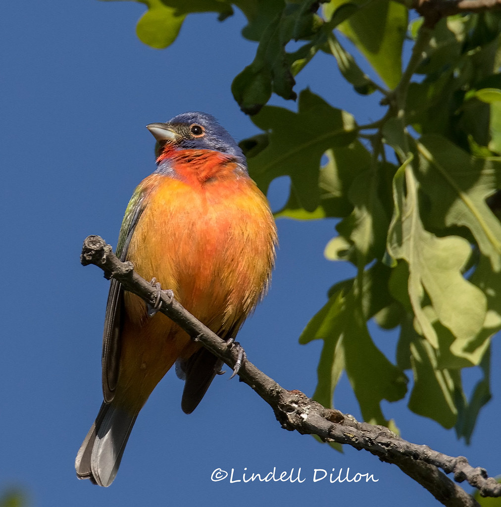 Painted Bunting Lots of buntings in central Oklahoma now, … Flickr