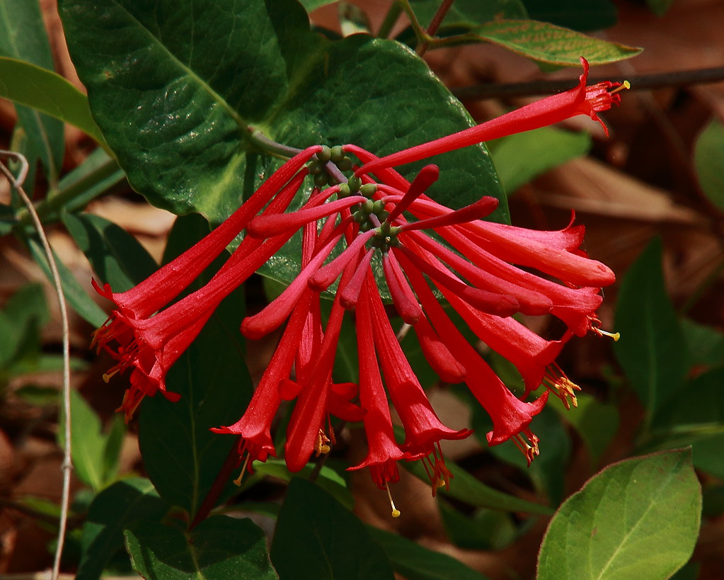 Trumpet Honeysuckle Lake Fayetteville Trail, Northeast F… Flickr