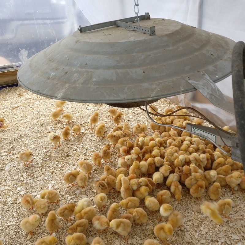 Brooder/Broiler House