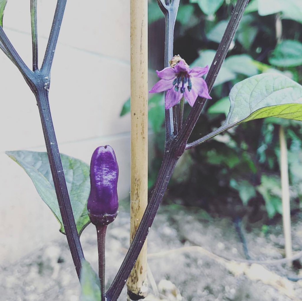 All my other pepper plants have white flowers, but this Chinese 5 color pepper plant sets out