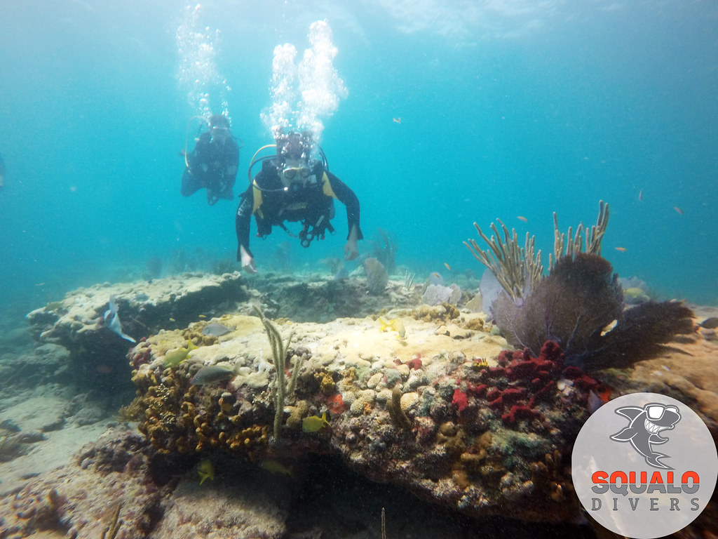 Fort Lauderdale, FLScuba DivingApril 2017105 Squalo Divers Flickr