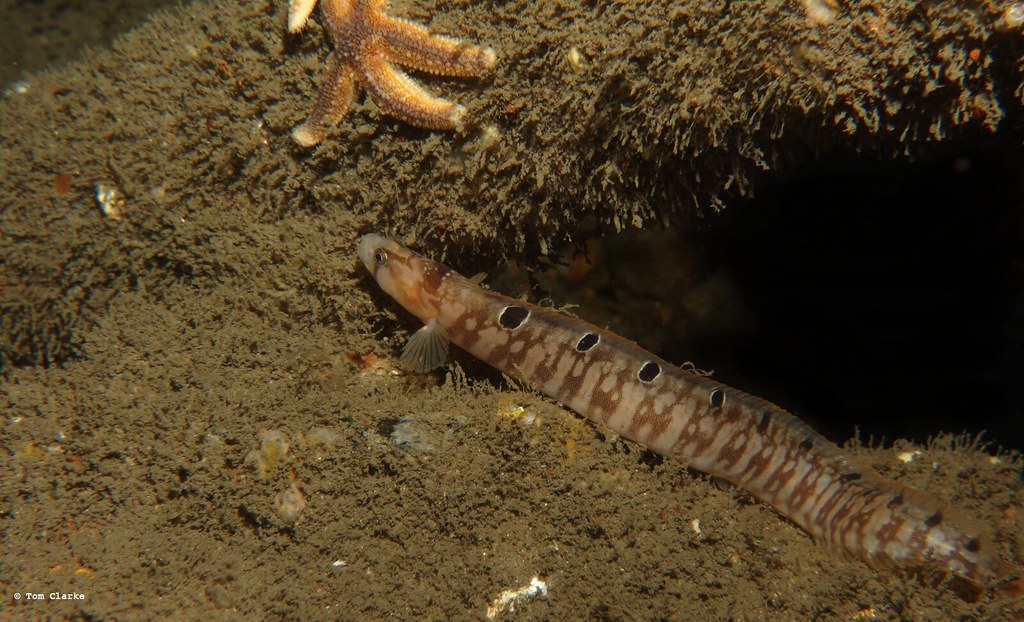 Butterfish Farnes, UK Oikoman Flickr