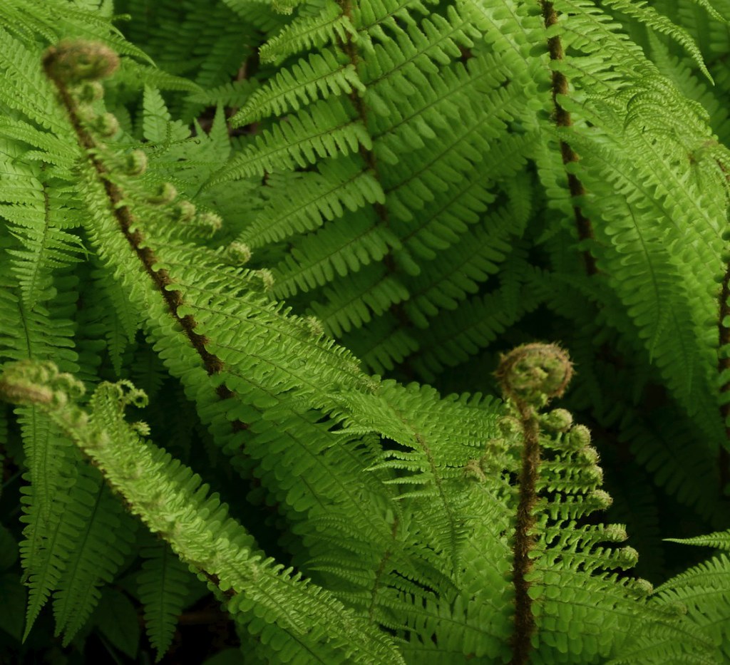 most in this series have been of unfurling Bracken … | Flickr