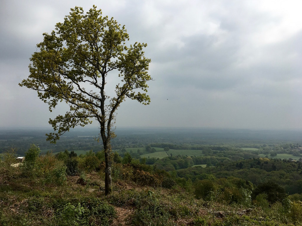 Holmwood to Shamley Green walk