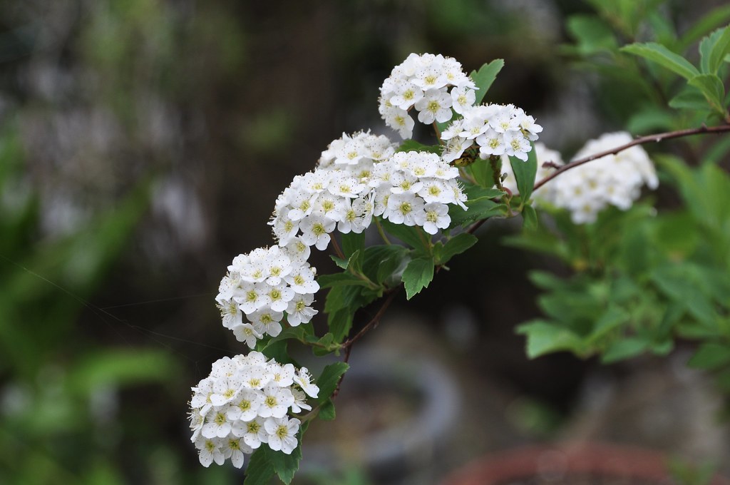Reeves spirea (Spiraea cantoniensis) kyoshiok Flickr