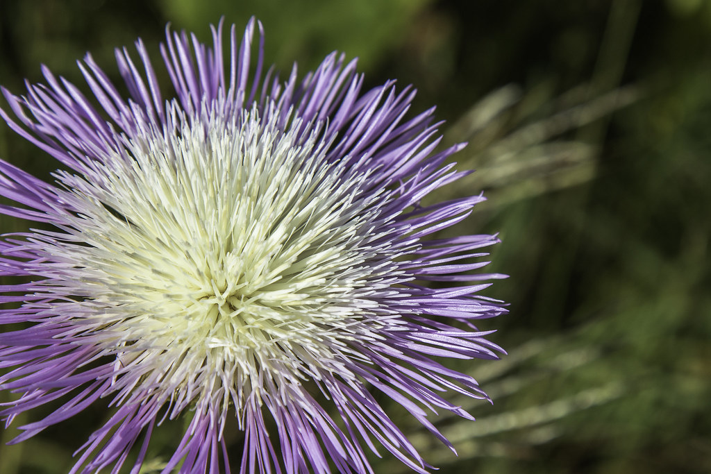 American_Basketflower2420 Centaurea Americana Photo tak… Flickr
