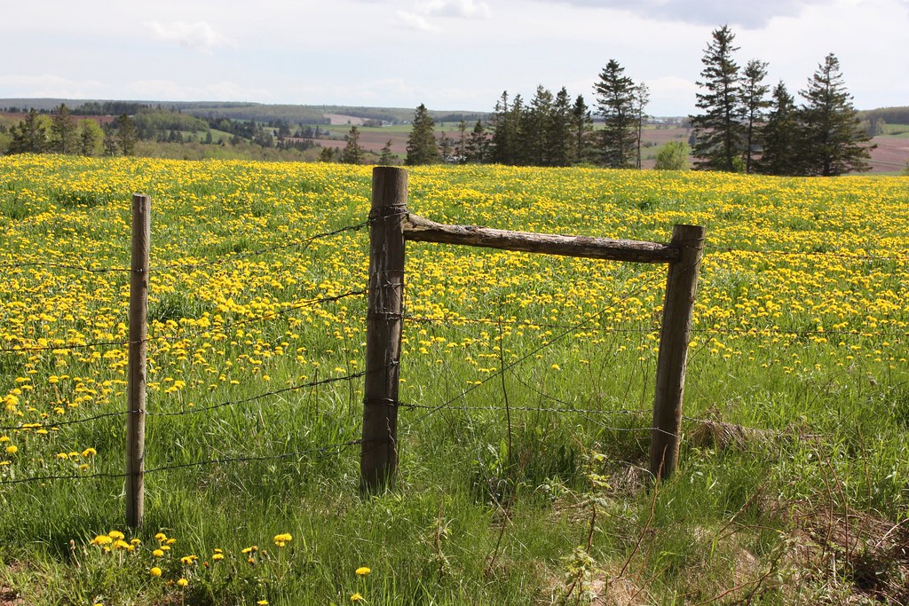 South Granville, PEI A field of dandelions behind a barbed… Flickr