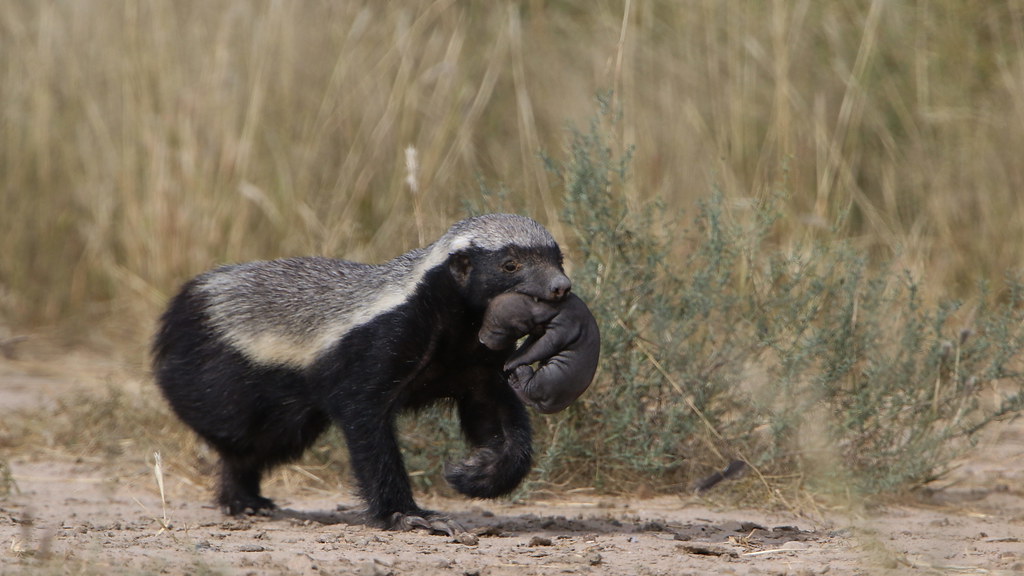 Honey badger, Mellivora capensis, carrying young pup in he… Flickr