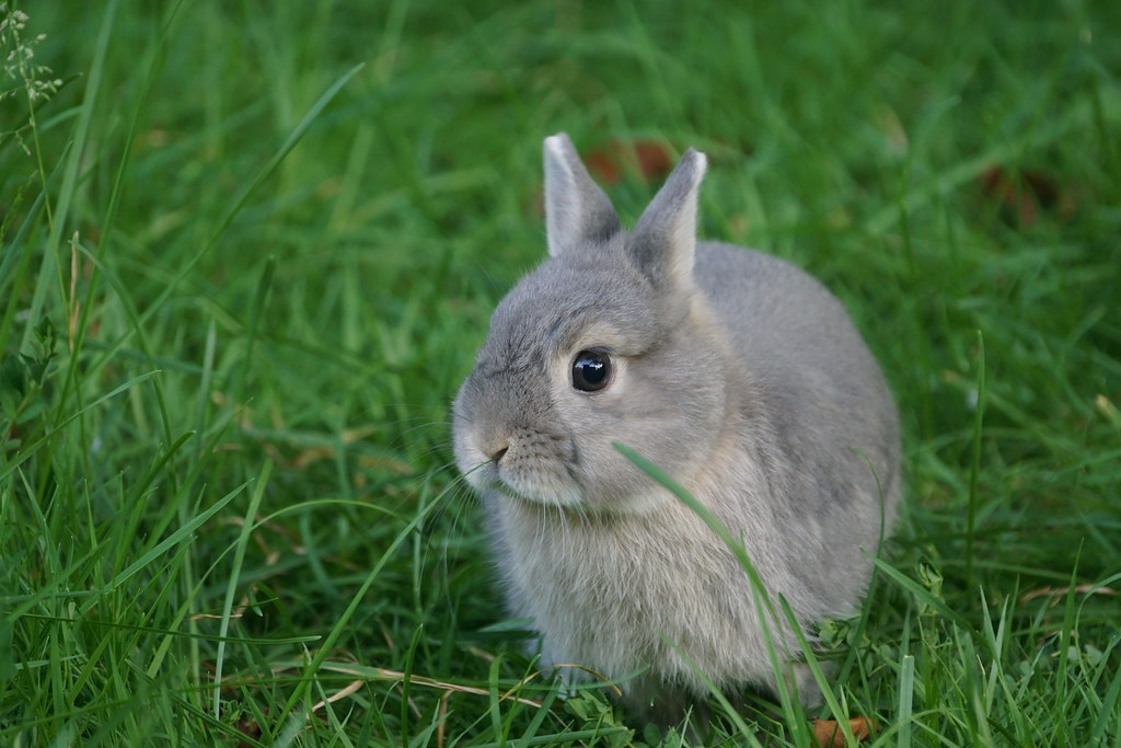 Flora The bunnies playing in the backyard. Tjflex2 Flickr