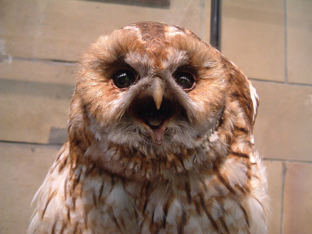 Stuffed Owl a photo on Flickriver