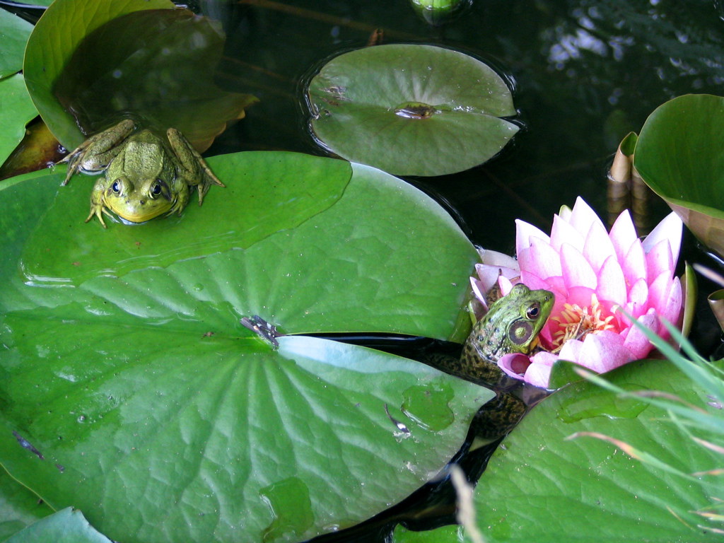 Frogs Lily Frog with a friend. Darrick Flickr