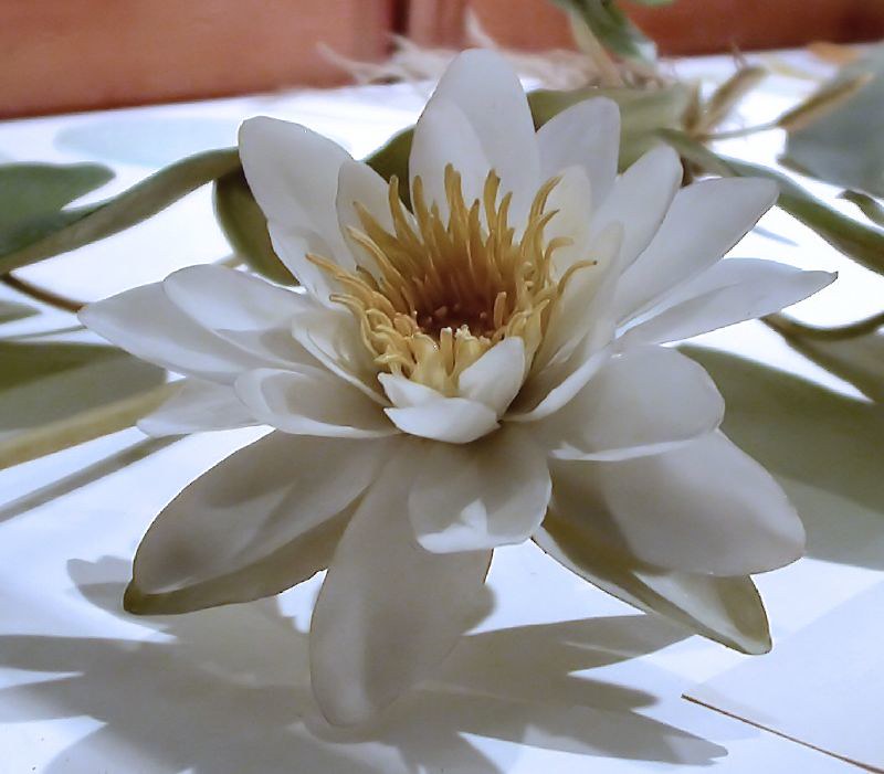 The Glass Flowers Harvard Museum of Natural History Flickr