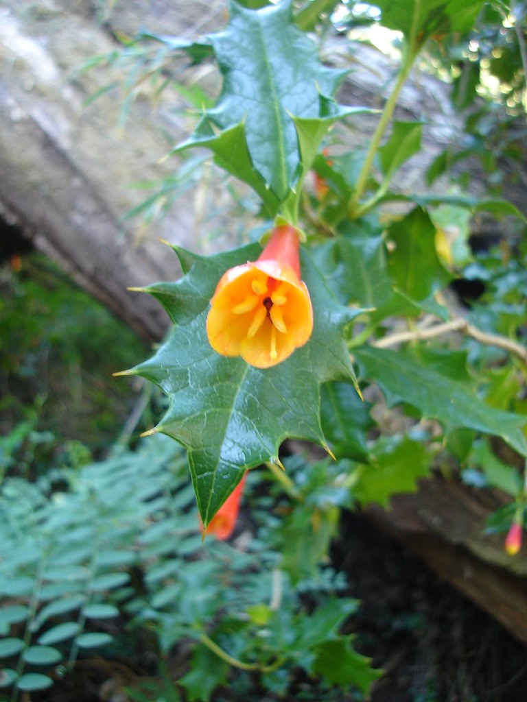 Red and Yellow Hanging flowers. very beautiful Daniel john buchanan
