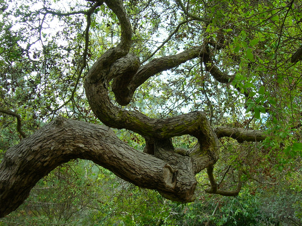Twisted Scrub Oak Tree, Wrigley Botanical Gardens Si1very Flickr