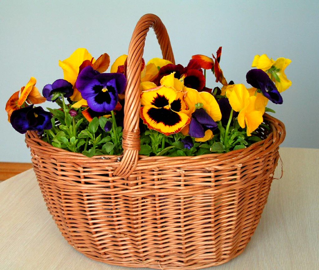 Basket of Pansies 1 A lovely gift from a dear friend this