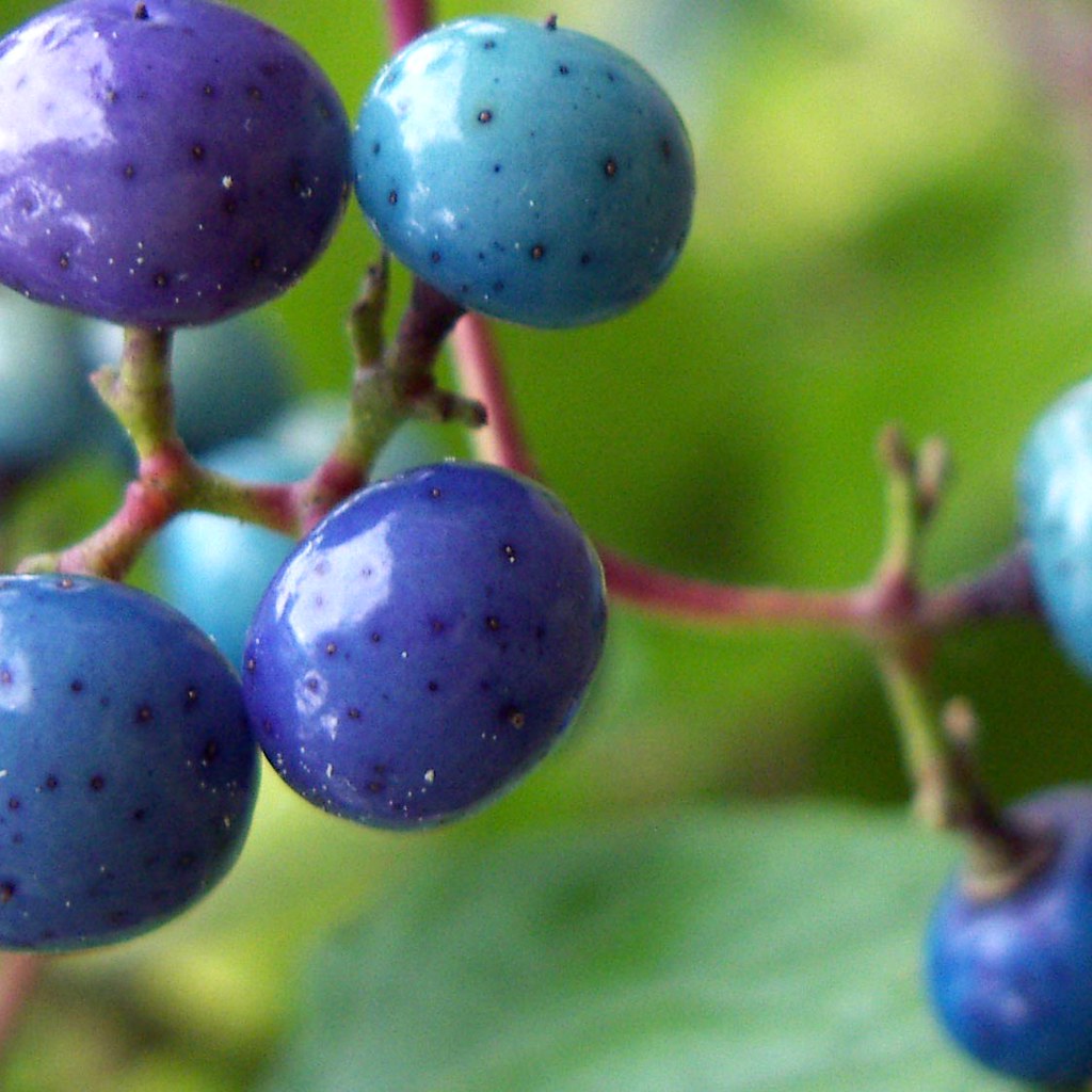 Porcelain berries Very impressively strange. Holly Gramazio Flickr