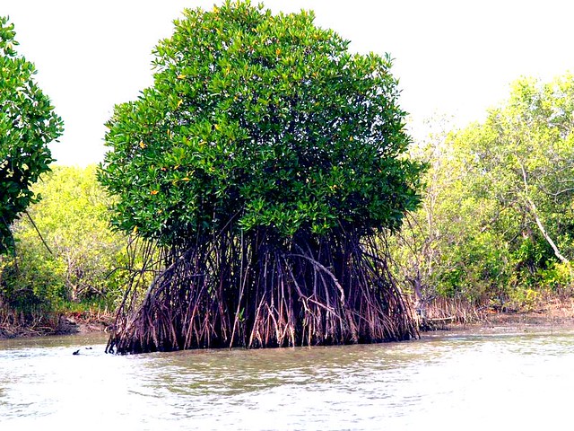 Mangrove tree, Tamilnadu | Trichur Suryanarayanan | Flickr