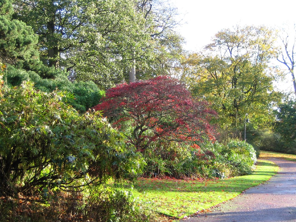 Tree, Royal Botanical Gardens, Edinburgh Gary Denham Flickr