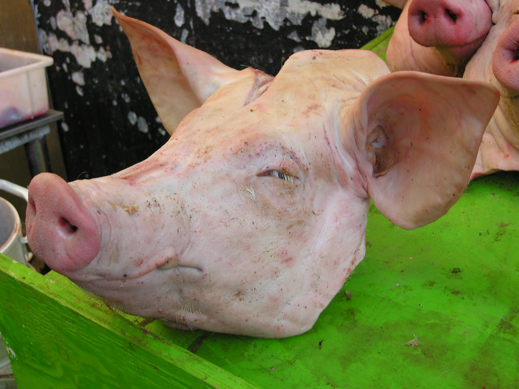Pig's Head a photo on Flickriver