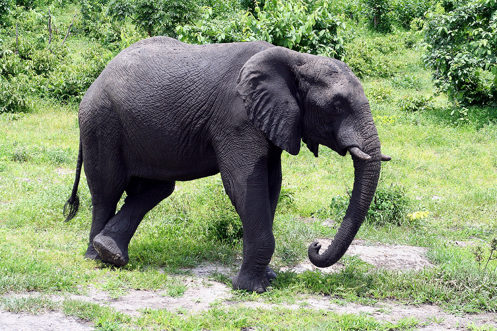 First elephant in Chobe, with legs crossed Maggie McArthur Flickr