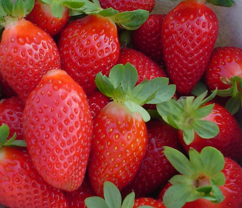 Strawberries from florida Strawberries from Florida Flickr
