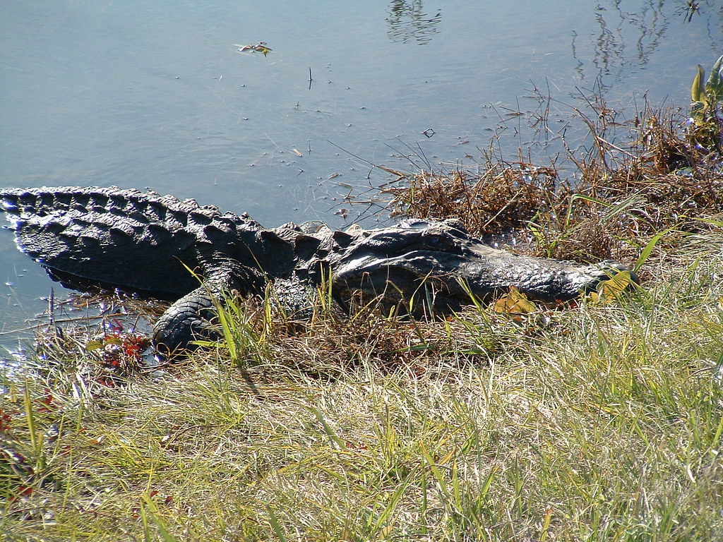 Alligator Taken in the Savannah National Wildlife refuge (… Flickr