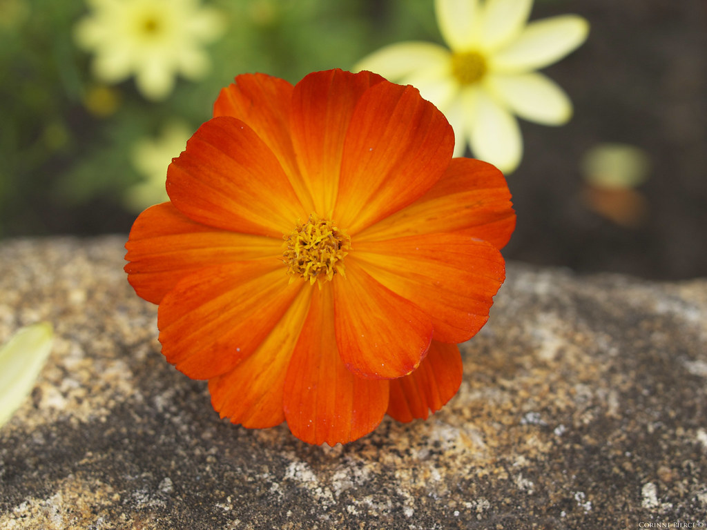 Flower Tower Hill CPierce25 Flickr