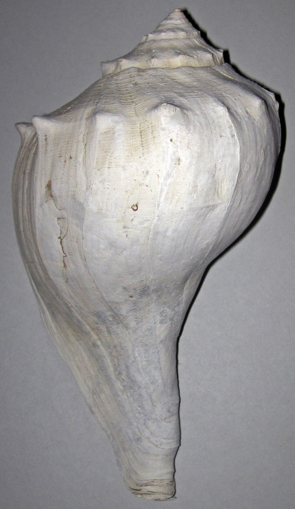 Busycon carica fossil knobbed whelk snail shell (Pleistocene; Lee Creek