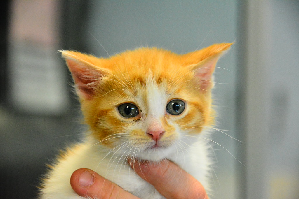 DSC_0550 20170519 PAWS Chicago pups and kittens 1