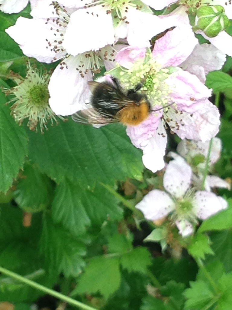 Bees on the blackberry bushes in the garden Flickr