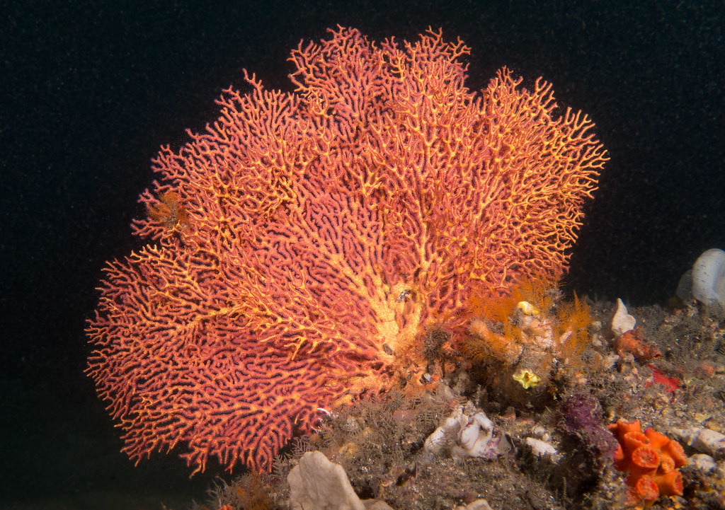 2D beauty Sea fan / marineexplorer Sea fans a… Flickr
