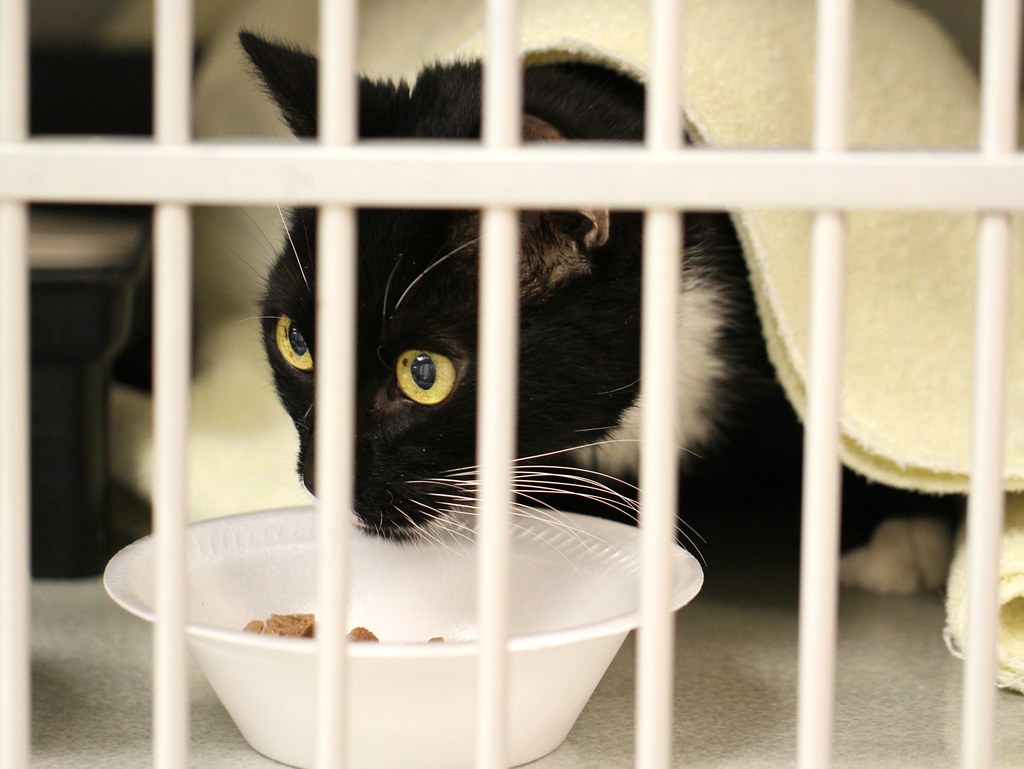 It's the little things... like when a boarding diabetic ca… Flickr