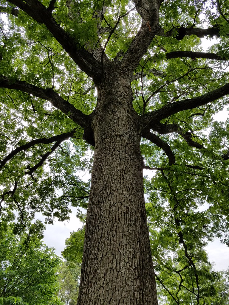 Miller Park, Lynchburg Kipp Teague Flickr