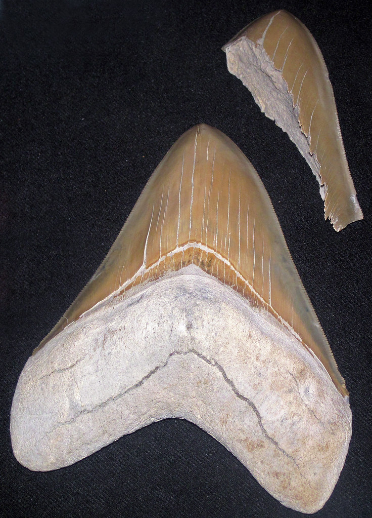 Carcharodon megalodon (fossil shark teeth) (Miocene; Aurora, North