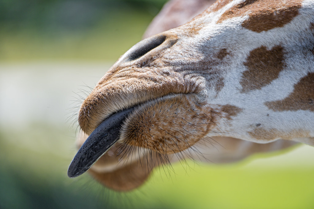 The Giraffe’s Tongue Amboseli National Park