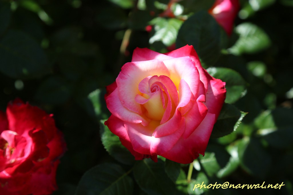 Municipal Rose Garden Dana Ave San Jose Ca 95112 405designco