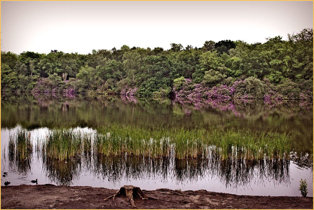 Virginia Water Valley Gardens Savill Gardens simon smith Flickr