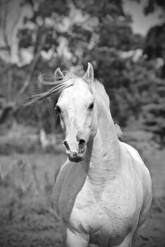 Silver Spur in Black and White Vicki Johnson Flickr