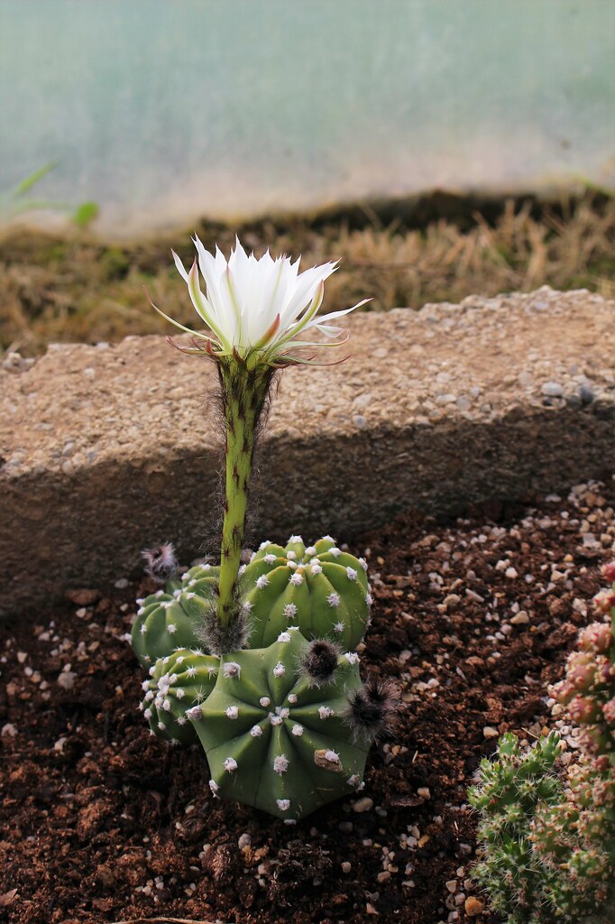 Cactus flower (8) Explored This is the eighth cactus this … Flickr