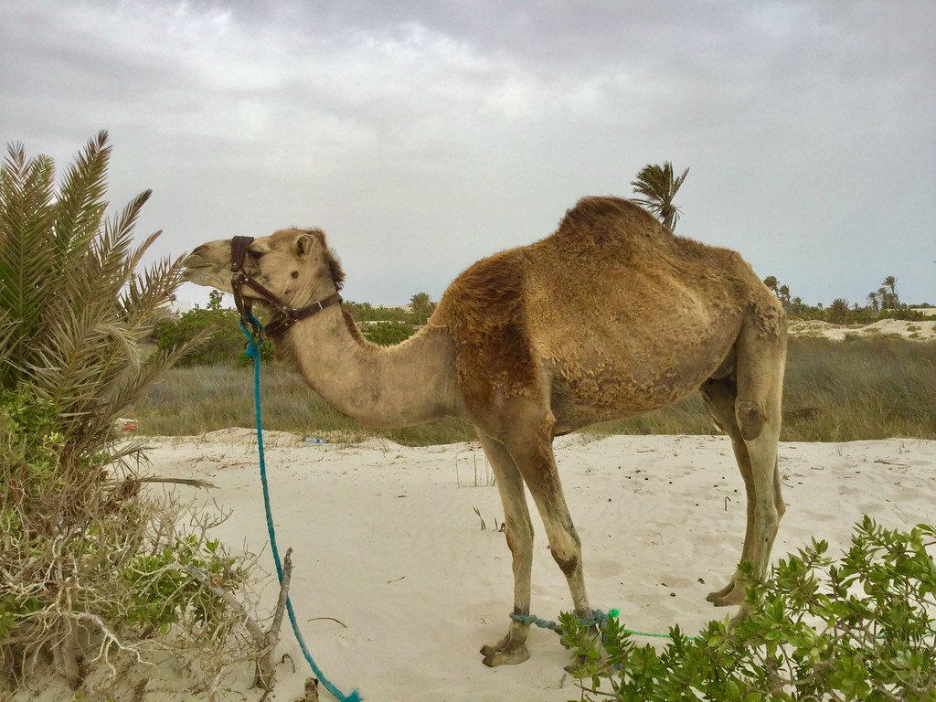 Camel Tunisia Valery Kenski Flickr