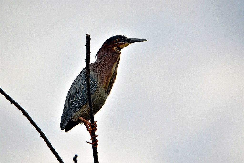 Green Heron, Minnesota, Anoka County Fridley, Springbrook… Flickr