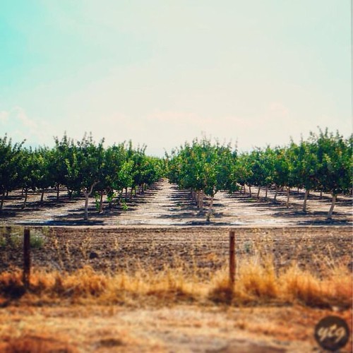 ‪The Central Valley in California, one of the most product… Flickr