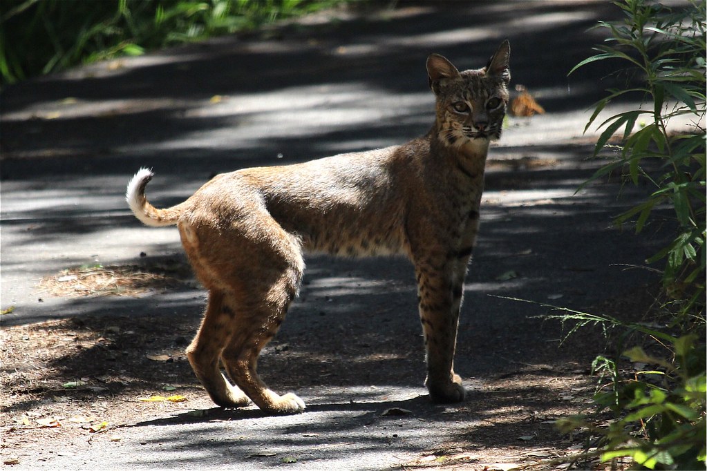 Bobcat Lynx rufus Bobcat Lynx rufus Hatton Canyon Monterey… Merops